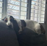 Un Basschshund allongé sur un canapé et regardant vers la caméra 