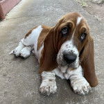 Un Basschshund allongé sur une surface bétonnée t semblant détendu