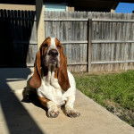 Un Basschshund allongé sur une surface bétonnée et semblant détendu 