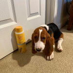 Un Basschshund assis sur une moquette et regardant vers la caméra 
