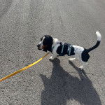 Un Basschshund sur une surface bitumée et qui est tenu en laisse 