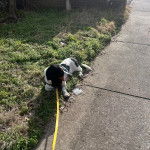 Un Basschshund allongé sur une surface herbacée et qui est tenu en laisse 