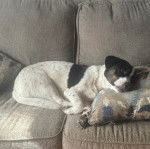 Un Basschshund allongé sur un canapé et semblant détendu 