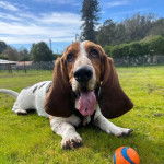 Un Basschshund ayant la langue pendante et portant un collier autour du cou