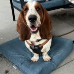 Un Basschshund sur un coussin et portant un harnais 