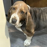 Un Basschshund sur un plancher et regardant vers la caméra