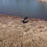 Un Basschshund sur une surface herbacée et qui est tenu en laisse 