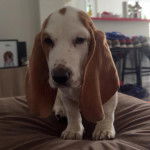 Un Basschshund sur un lit et regardant vers la caméra 