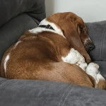 Un Basschshund portant un collier autour du cou et semblant détendu 