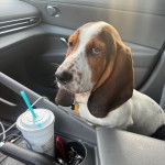 Un Basschshund assis sur le siège d'une voiture et semblant détendu