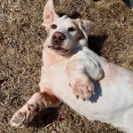 Un Basschshund allongé sur une surface herbacée 