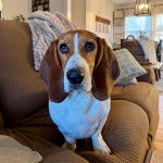 Un Basschshund sur un canapé et semblant détendu 