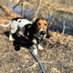 Un Basschshund sur une surface herbacée et qui est tenu en laisse 