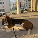 Un Basschshund sur un sol pavé et qui est tenu en laisse 