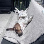 Un Basschshund allongé sur un canapé et semblant détendu 