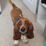 Un Basschshund sur une surface bétonnée et portant un harnais 