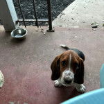 Un Basschshund sur une surface bétonnée et regardant vers la caméra 
