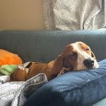 Un Basschshund allongé sur un canapé et semblant détendu 