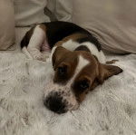 Un Basschshund allongé sur un lit et regardant vers la caméra 