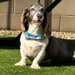 Un Basschshund sur une surface gazonnée et portant un nœud