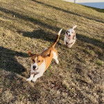 Deux Basschshund courant sur un terrain herbeux et semblant tous deux détendus