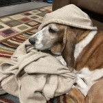 Un Basschshund allongé sur un tapis et semblant détendu 