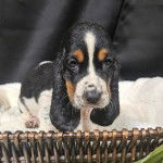 Un Basschshund assis et regardant vers la caméra 
