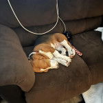 Un Basschshund allongé sur un canapé et portant un collier autour du cou