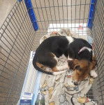 Un Basschshund allongé dans un caddie et semblant dormir 