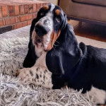 Un Basschshund allongé et semblant détendu 