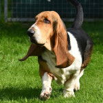 Un Basschshund marchant sur une surface herbacée 