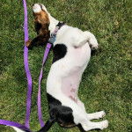 Un Basschshund allongé sur une surface gazonnée et qui est tenu en laisse 