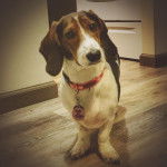 Un Basschshund sur un plancher et portant un collier autour du cou