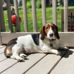 Un Basschshund allongé et portant un collier autour du cou