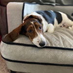 Un Basschshund allongé dans un panier et regardant vers la caméra 