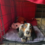 Un Basschshund allongé dans une cage et regardant vers le haut 