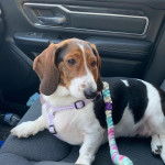 Un Basschshund allongé sur le siège d'une voiture et qui est tenu en laisse 