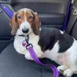 Un Basschshund allongé sur le siège d'une voiture et qui est tenu en laisse 