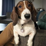 Un Basschshund allongé sur un canapé et portant un collier autour du cou