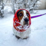 Un Basschshund assis sur une surface enneigée et qui est tenu en laisse 