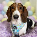 Un Basschshund allongé dans un panier et portant un harnais 