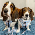 Deux Basschshund assis dans un panier et qui sont tous les deux en laisse 