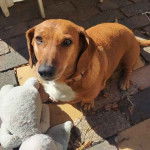 Un Basschshund sur un sol pavé et portant un collier autour du cou