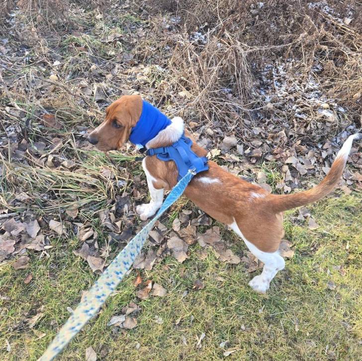 Un Basschshund sur une surface herbacée et qui est tenu en laisse 