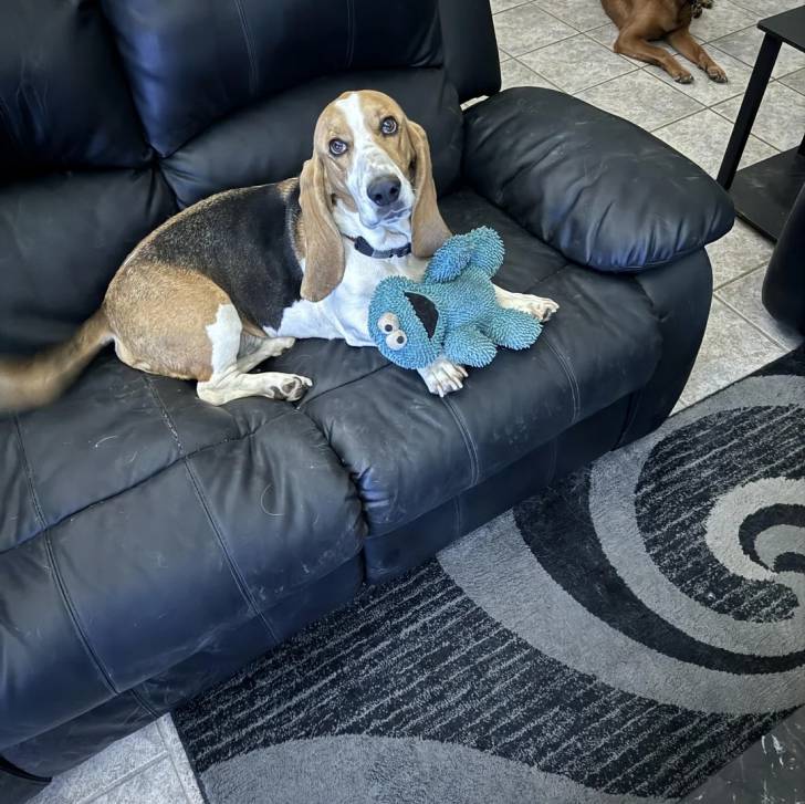 Un Basschshund allongé sur un canapé et portant un collier autour du cou