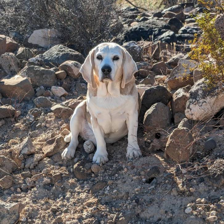 Un Basschshund assis sur une surface rocailleuse et regardant vers la caméra 