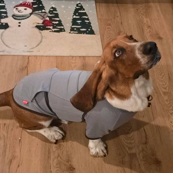 Un Basschshund assis sur un plancher et portant un habit pour chien 
