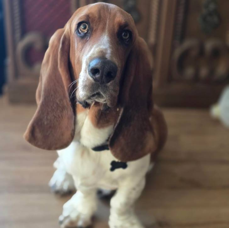 Un Basschshund assis sur un plancher et portant un collier autour du cou