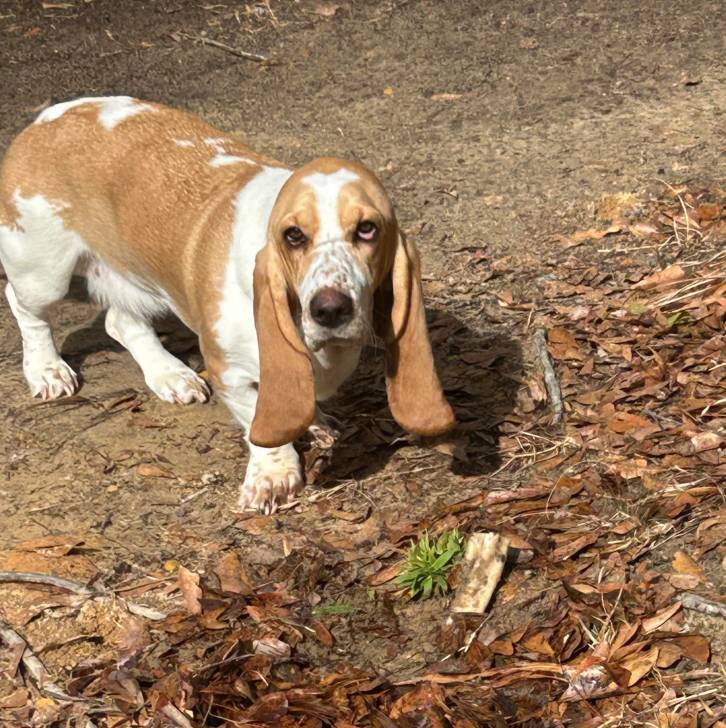 Un Basschshund sur un sol jonchés de feuilles mortes et semblant détendu