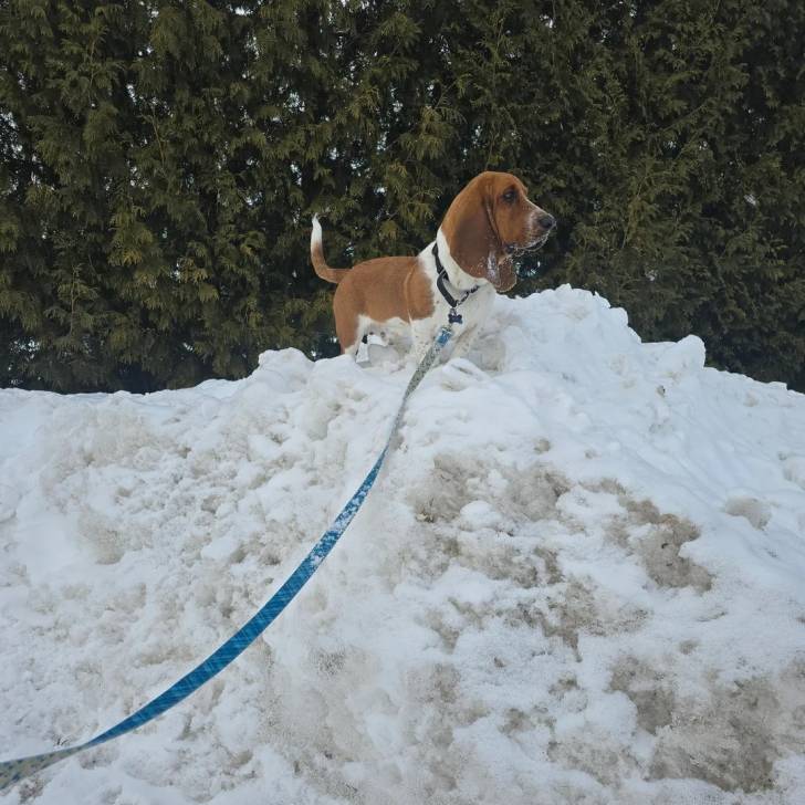 Un Basschshund sur une surface enneigée et qui est tenu en laisse